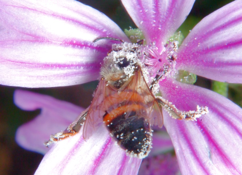 Api, malva e insetto rossonero